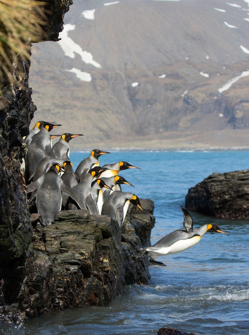 ファーストペンギン