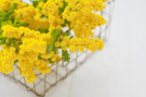 ミモザの花